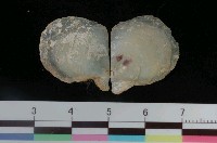 藏品(黃珍珠蛤)的圖片